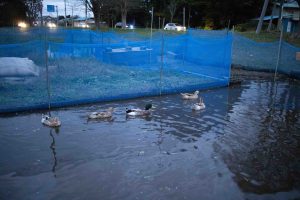 鯉淵学園　学園祭　４　231111 (1 - 1)